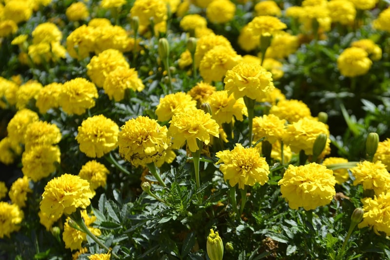 Majestic blooms