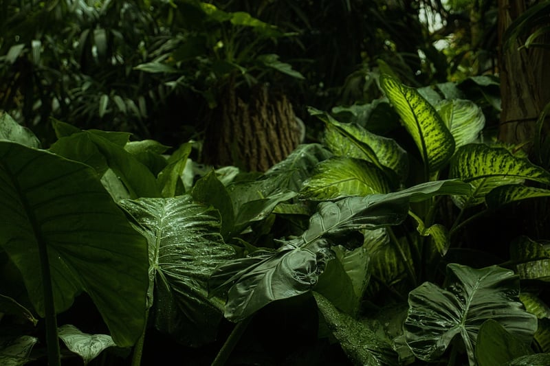 Mystical foliage