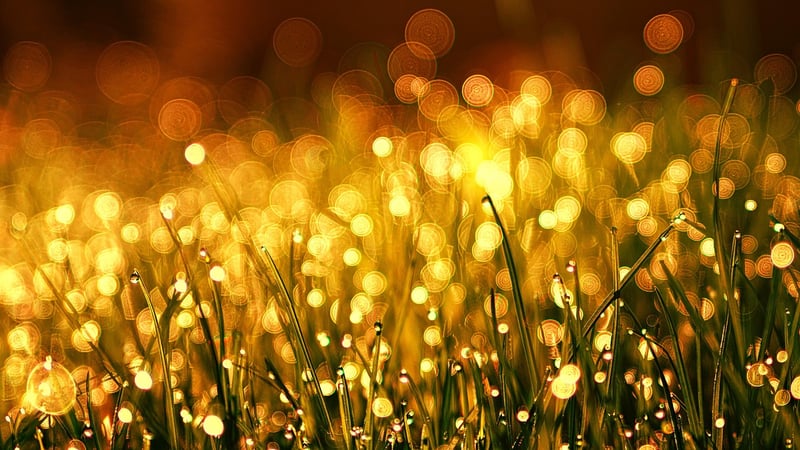 Sparkling meadows