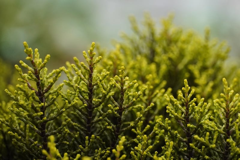 Tiny enchanted shrubs