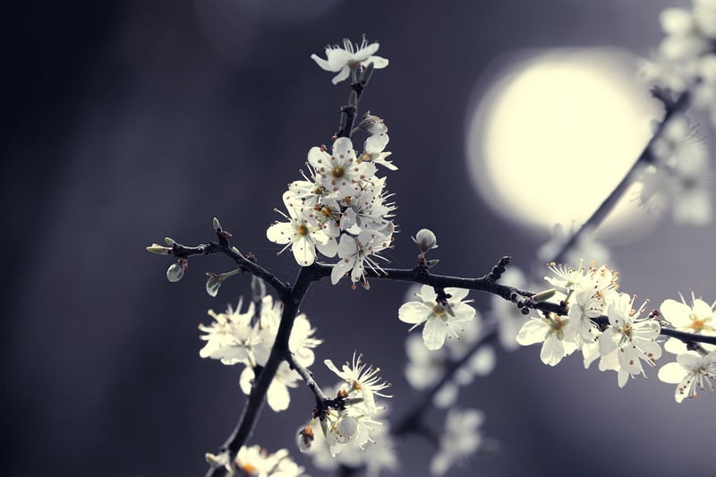 Blackthorn
