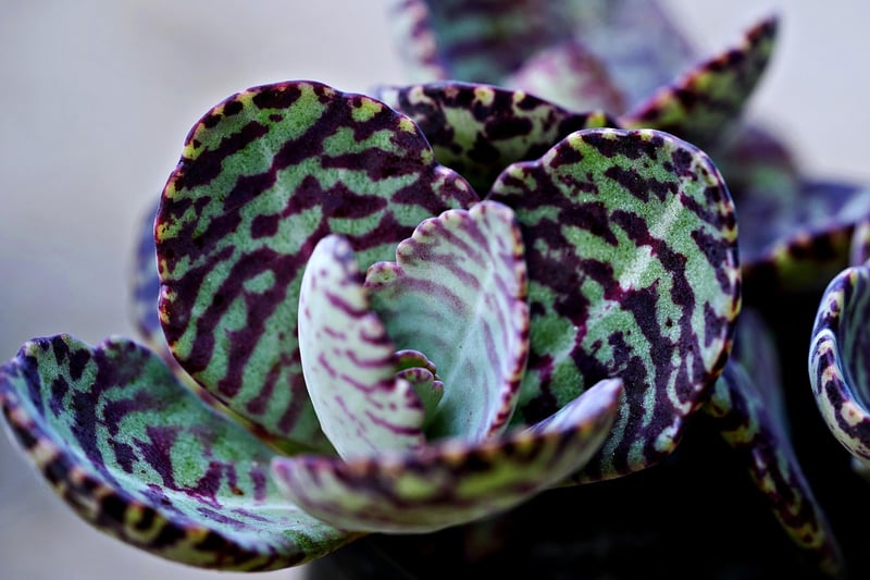 Ghost Plant
