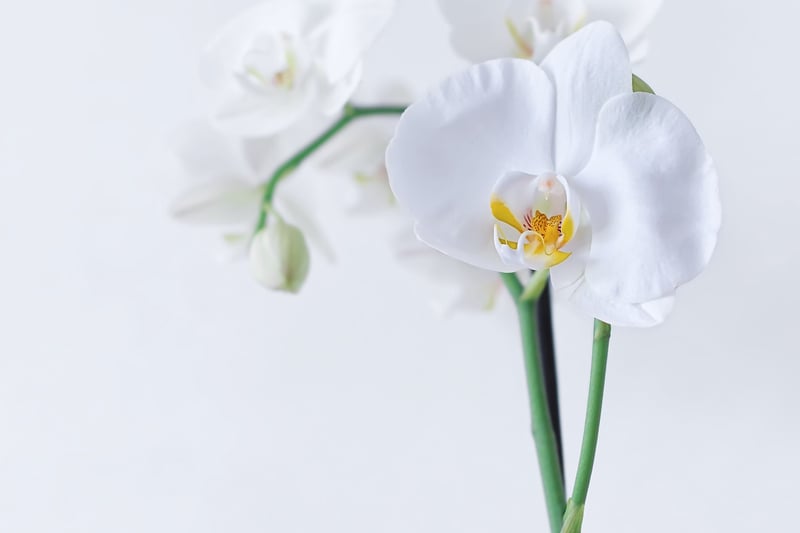 Enchanted Orchid